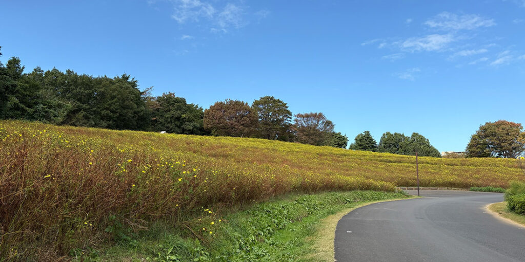 国営昭和記念公園　コスモス