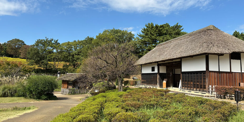 国営昭和記念公園　コスモス