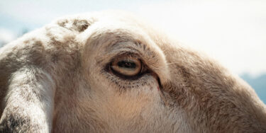 動物の目からわかる！？魂レベル